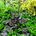 More Info Anthriscus sylvestris 'Ravenswing'