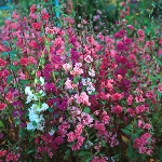 More Info Clarkia 'Crown Double Mixed'