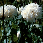 More Info Papaver paeoniflorum 'White Cloud'