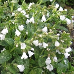 More Info Pulmonaria officinalis 'Sissinghurst White'