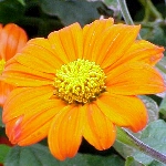 More Info Tithonia rotundifolia 'Fiesta Del Sol'